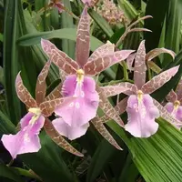 Miltassia Lavender Kiss ‘Lavender Taffy’ (3″ pot)