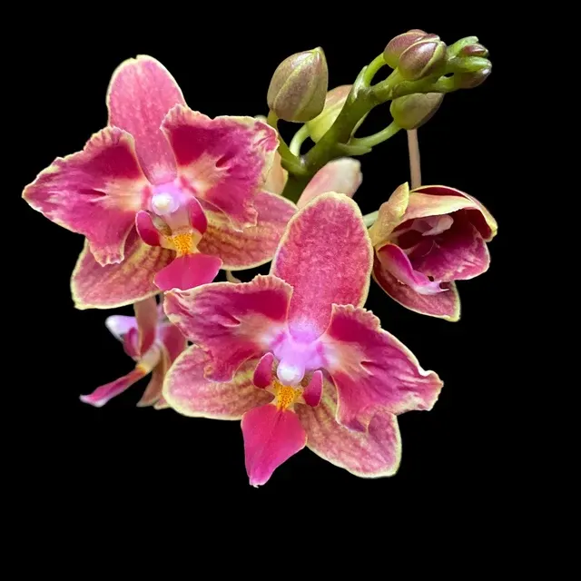 Phalaenopsis Bowdion - Flori Pelorice