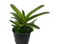 Sarcochilus Cholita Cuencana x Sarcochilus Kulnura Oath
