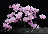 Phal. Jiaho's Pink Girl 'Sweet Fragrance,' (Phal. schilleriana ' Sweet Fragrance' x Zuma's Pixie)