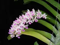 Rhynchostylis gigantea spot