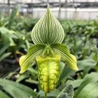 Paph. venustum var. measurieanum / alba - BS