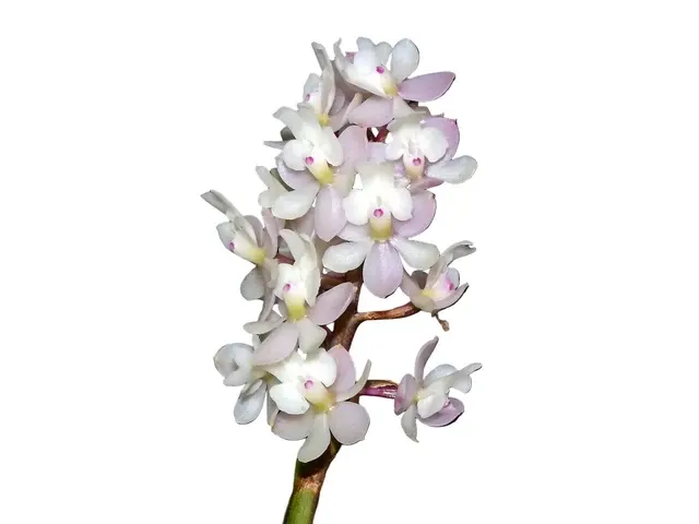 Epidendrum Mayra (Epidendrum)