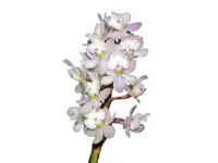 Epidendrum Mayra