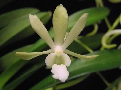 Neofinetia falcata var amami x