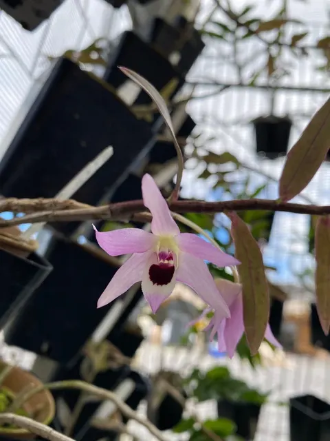 Dendrobium shixingense