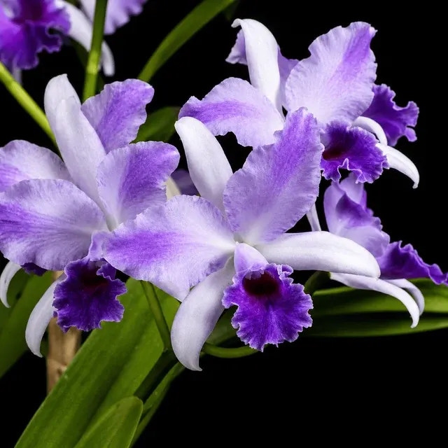 Cattlianthe Mary Elizabeth Bohn 'Royal Flare'