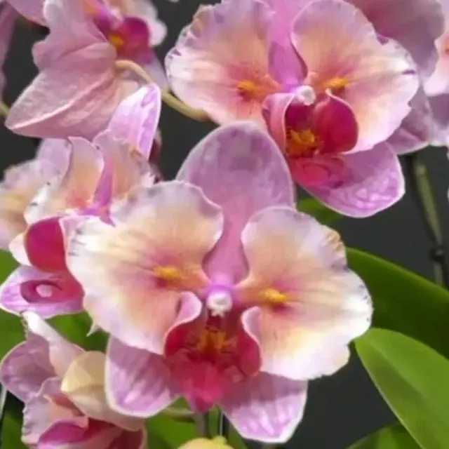 Phalaenopsis NCK Zeya