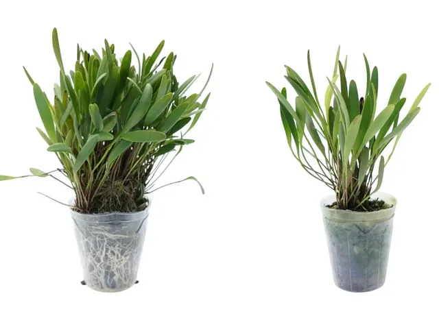 Stelis bracteata (Stelis)