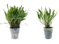 Stelis bracteata (Big)