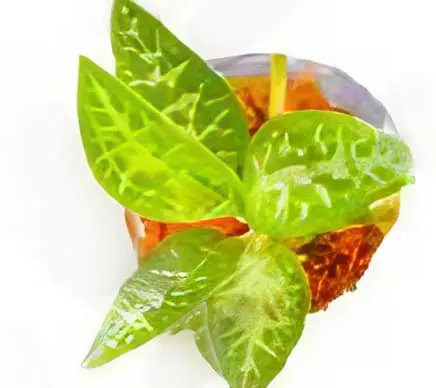 Goodyera schlechtendaliana (Goodyera)