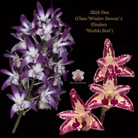 Dendrobium Orchid Seedling. JB26 Den (Class 'Windor Downs' x Flinders 'Worlds Best')
