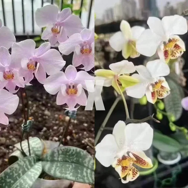 Phalaenopsis schilleriana 'Madonna' × stuartiana 'Sogo'