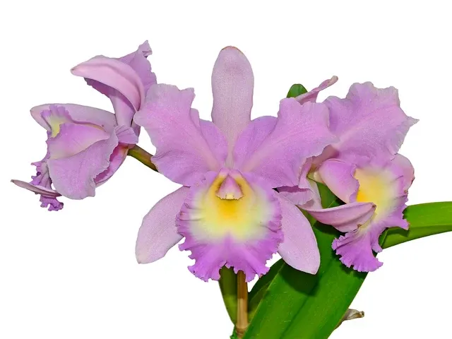 Rhyncholaeliocattleya Pakarina