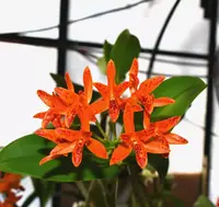 Guarianthe aurantiaca ‘Flame spots’ x sib ‘Spotted pumpkin’ — 3" pot