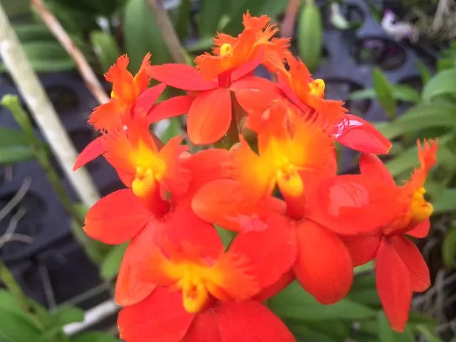 Epidendrum Pacific Seniority