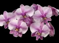 Phalaenopsis schilleriana