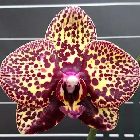 Phalaenopsis I-Hsin Yellow Leopard
