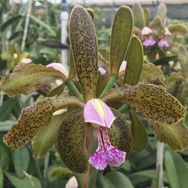 Cattleya Kerchoveana (Cattleya)