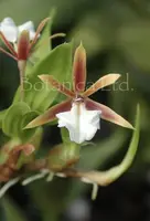 Dinema polybulbon