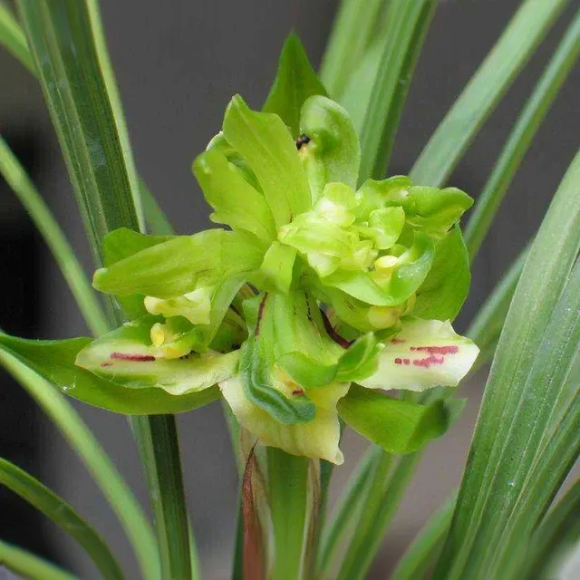 Cymbidium goeringii 'Yu-Hu-Die' (Cymbidium)