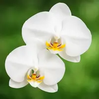 Phalaenopsis Orchid [Phalaenopsis spp.]