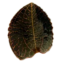 Anoectochilus 'Coarse Rod'