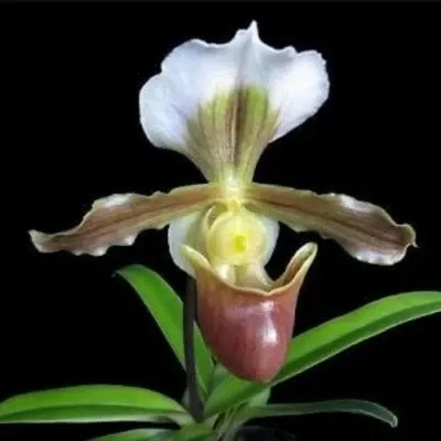 Paphiopedilium barbigerum (Paphiopedilum)