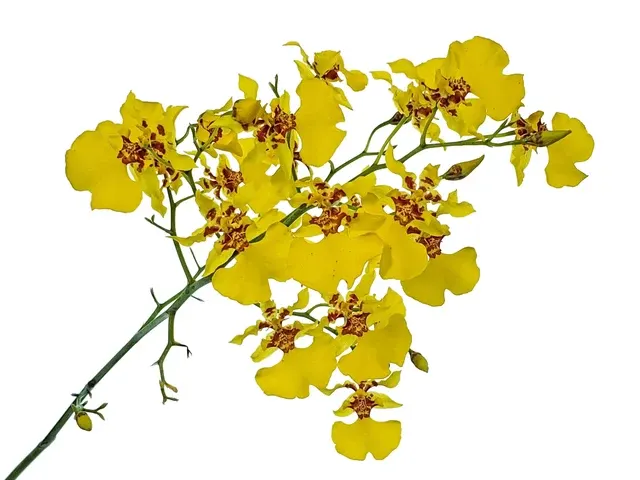 Oncidium lykaiosii (Oncidium)