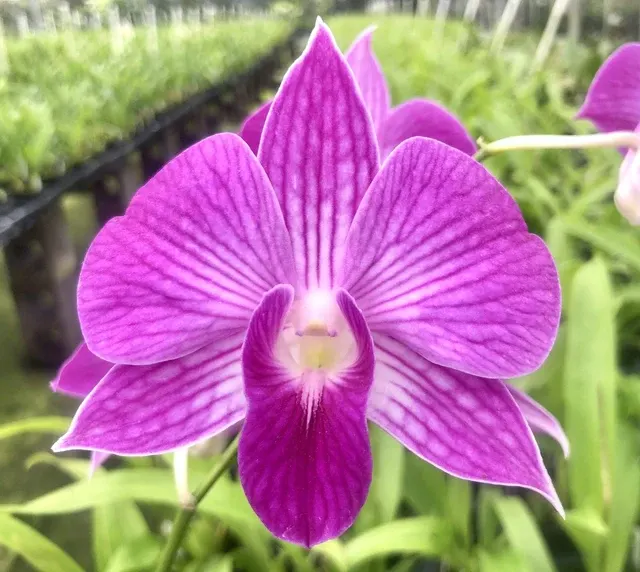 Dendrobium Peter Shen x Nida 'Stripes'