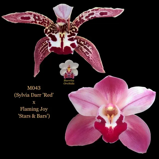 Cymbidium Seedling M043 'Red' (Cymbidium)