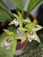 Coelogyne peltastes - (Rare)-Fragrant