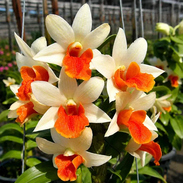 Dendrobium Hsinying Frostymaree