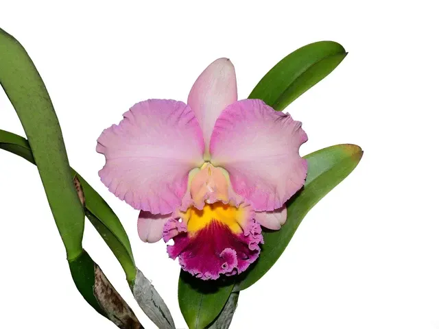 Rhyncholaeliocattleya Uzhupud Paradise (Rhyncholaeliocattleya)