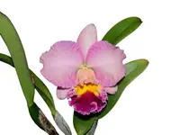 Rhyncholaeliocattleya Uzhupud Paradise