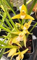 Maxillaria tenuifolia ‘Yamada’ AM/AOS
