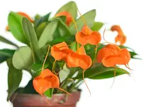 Masdevallia hirtzii