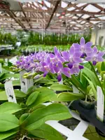 Phalaenopsis Summer Rose ‘Blue Star’