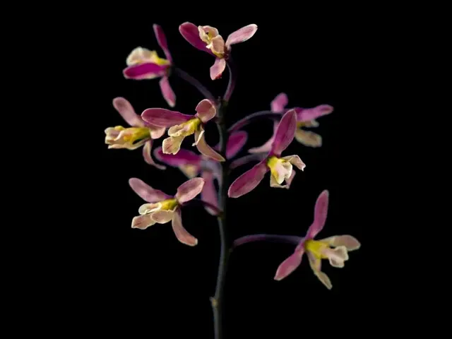 Encyclia cyperifolia (Encyclia)