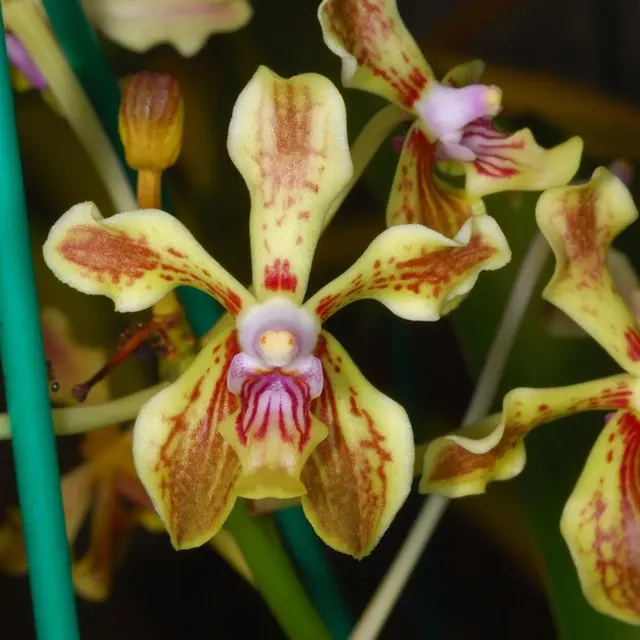 Vanda Lamellata Parfumata