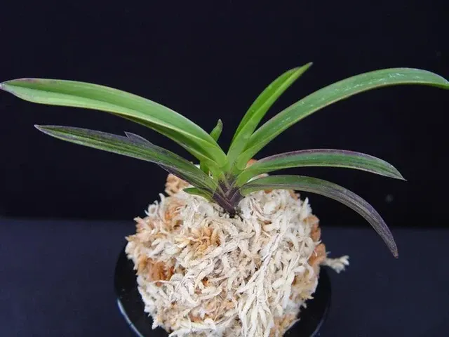 Neofinetia falcata 'Beniougi' (Neofinetia)