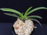 Neofinetia falcata 'Beniougi' 紅扇