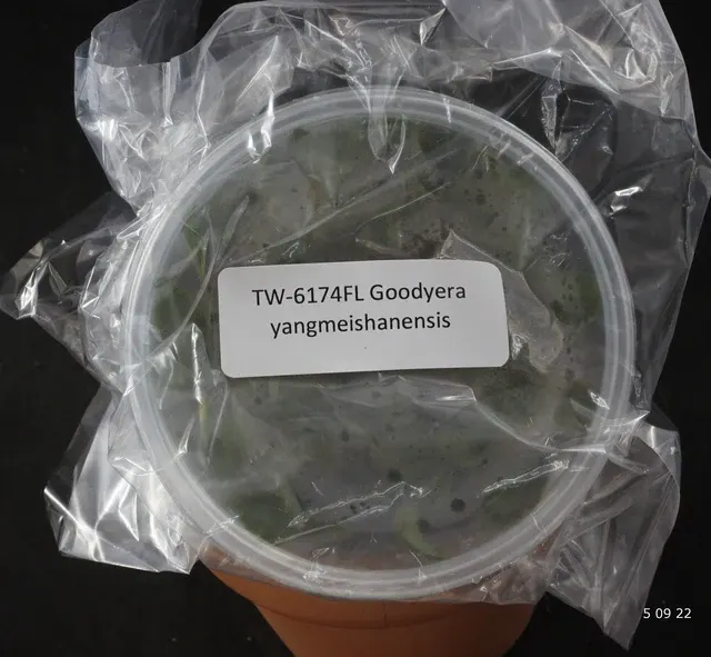 Goodyera yangmeishanensis (Goodyera)