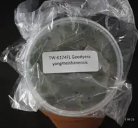 FLASK Goodyera yangmeishanensis JEWEL ORCHID
