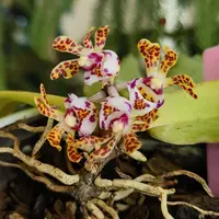 Gastrochilus calceolaris