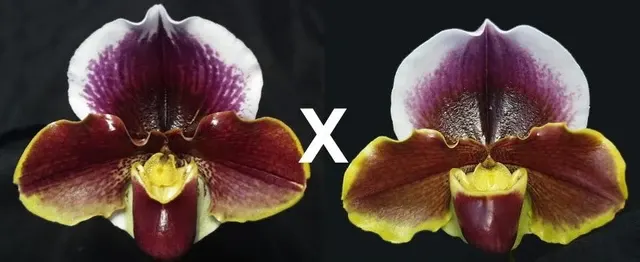 Paphiopedilum Wend Valley X Keyshill 'Valentine' (Paphiopedilum)