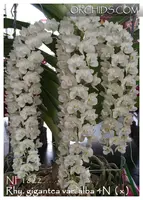 Rhy. gigantea var. alba 4N