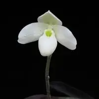Paphiopedilium thaianum sp.