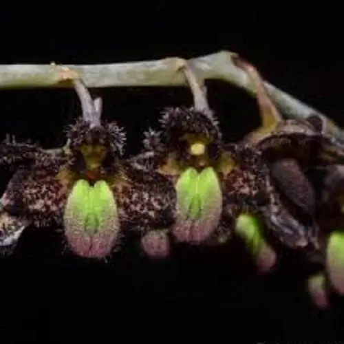 Bulbophyllum scaphiforme sp