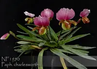 Paph. charlesworthii 'Note: Lovely variegated leaves ' (charlesworthii ' Half Moon Bay' x charlesworthii ' Monte Vista' )